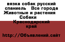 вязка собак русский спаниель - Все города Животные и растения » Собаки   . Краснодарский край